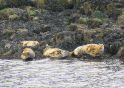 Spotted from the pleasure boat to Inchcolm Island